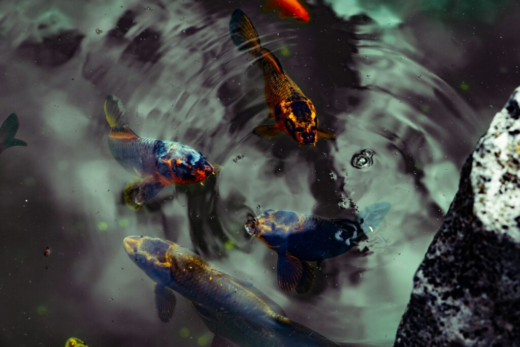 Imagem destacada do Hello World